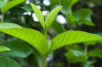 Uống nước lá ổi có tốt không và lợi ích khi uống nước là ổi là gì?